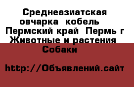 Среднеазиатская овчарка (кобель) - Пермский край, Пермь г. Животные и растения » Собаки   